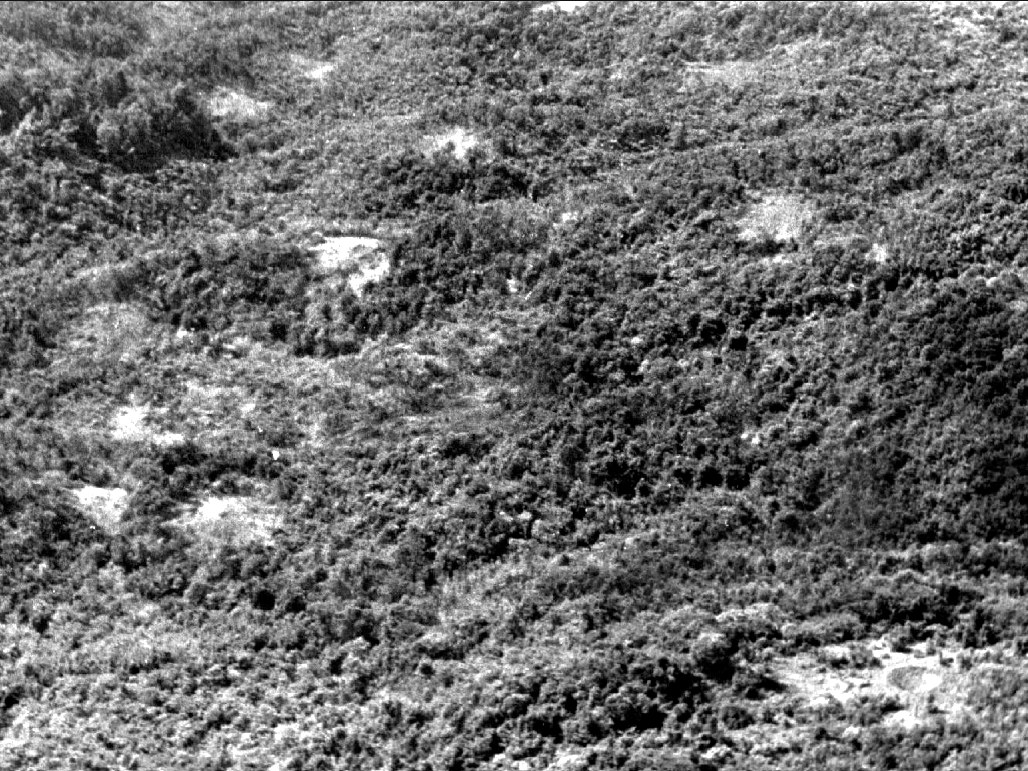 Forest pitted with hundreds of bomb craters seen from the air