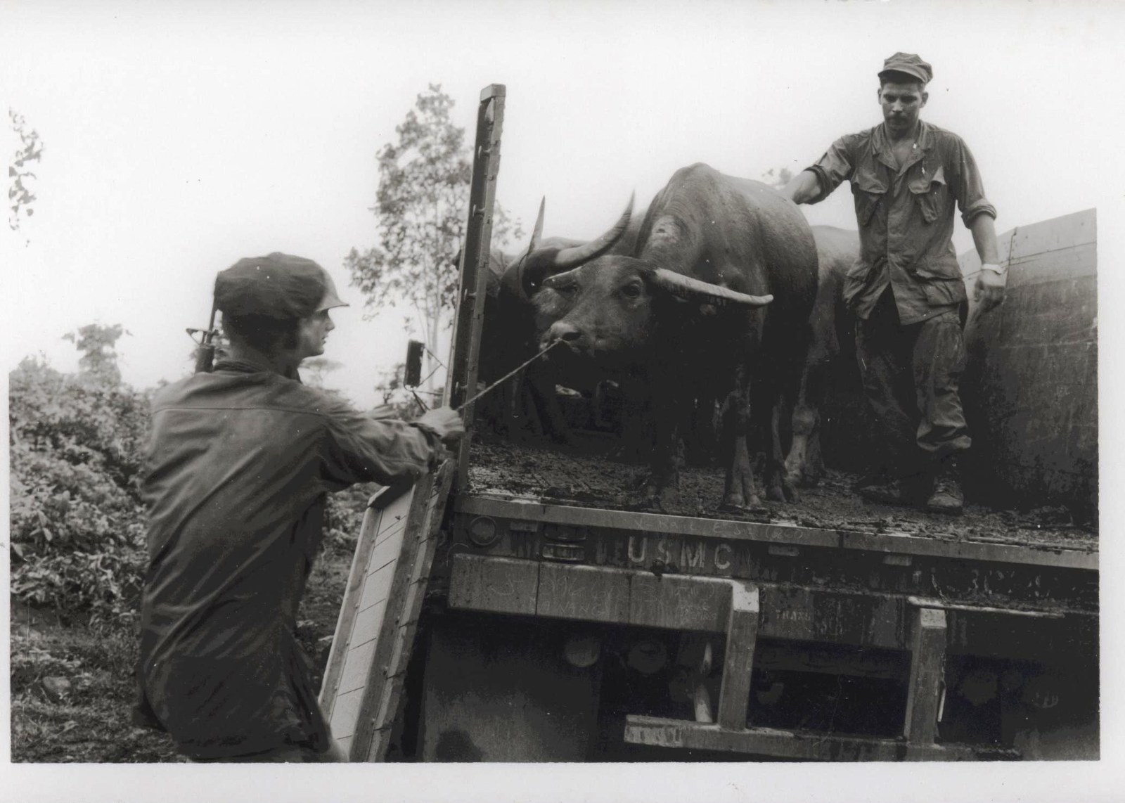 A water buffalo being unloaded from a truck by Marines while villagers watch