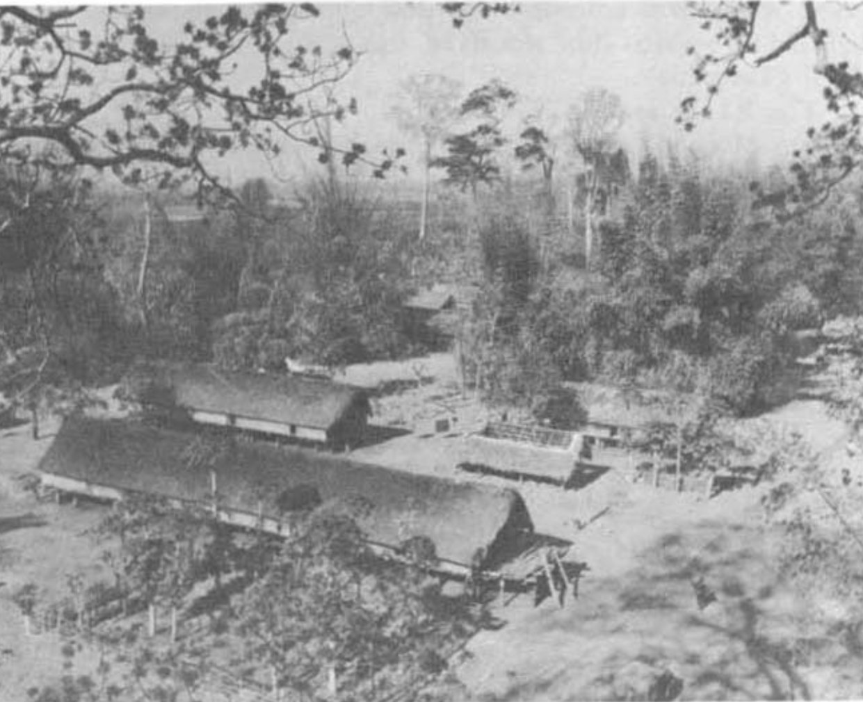 Long thatched houses on piles among trees, seen from above