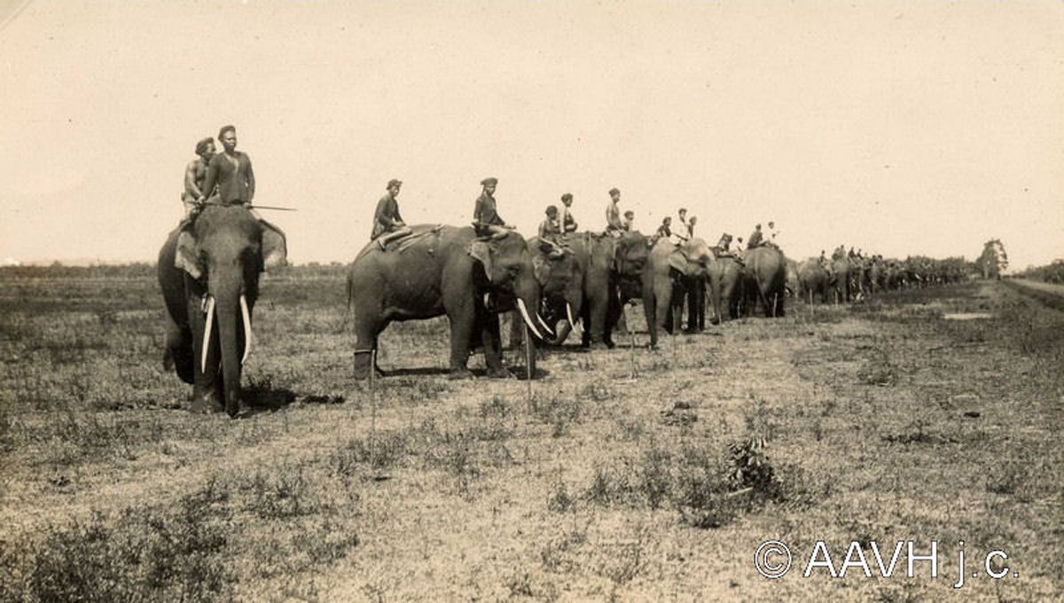 A long line of elephants with mahouts on their necks drawn up on open ground, seen from the side