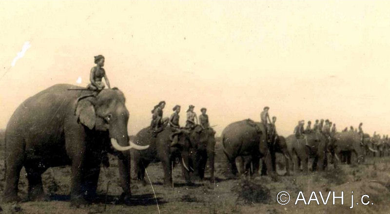 A long line of elephants with riders drawn up in open country