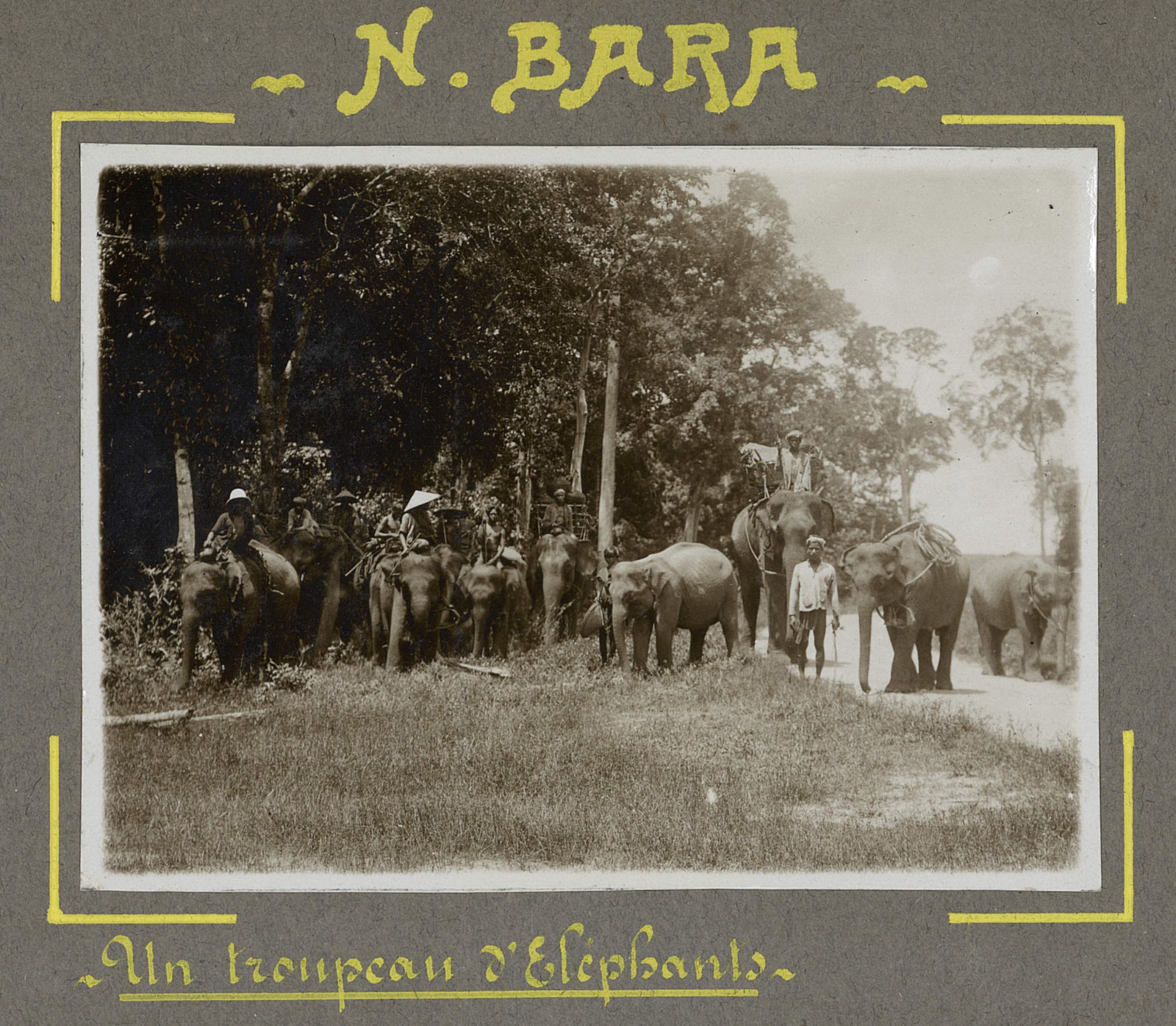 A herd of elephants in open forest