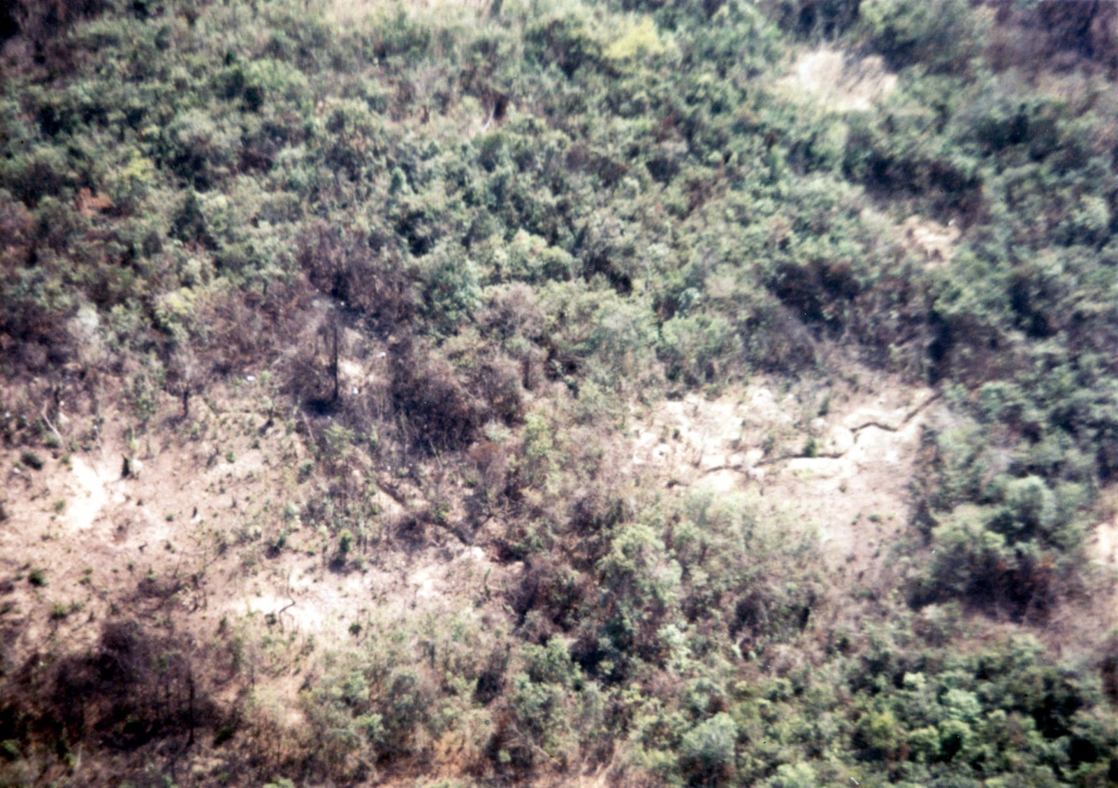 Bare grey trees seen from the air, with a line of trench visible through them