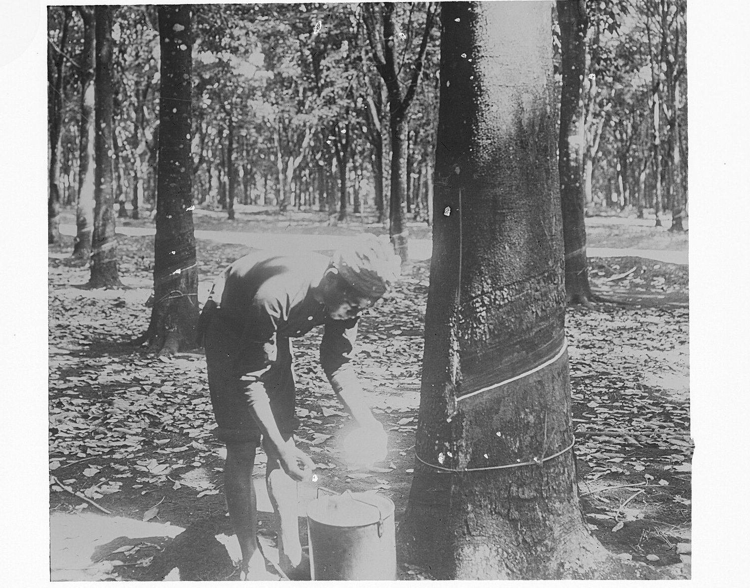 A worker crouches at the base of a rubber tree cutting the bark, rows of trees behind him