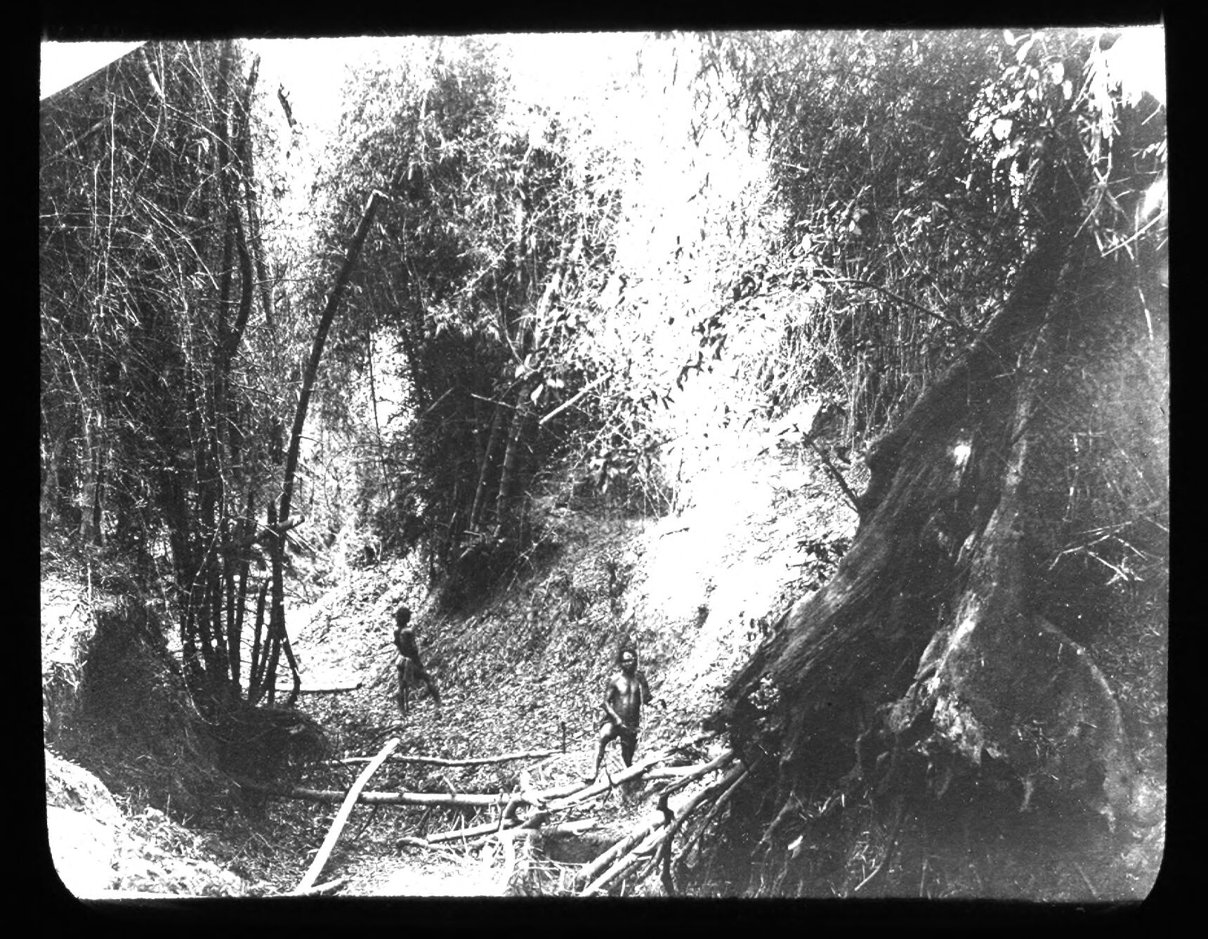 Two figures on a forest path among tall bamboo and trees