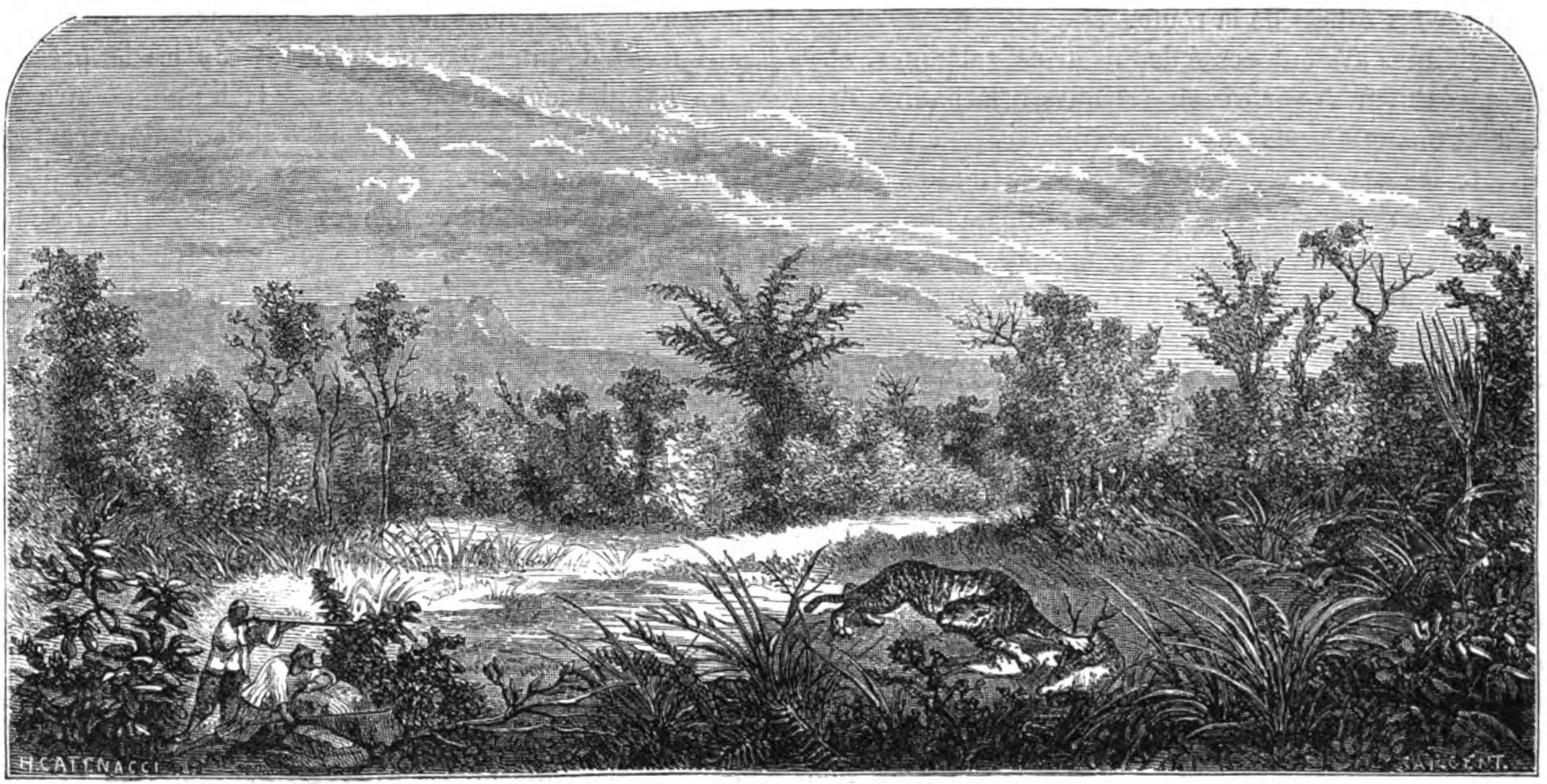 An engraving of dense tropical forest with huge trees and creepers