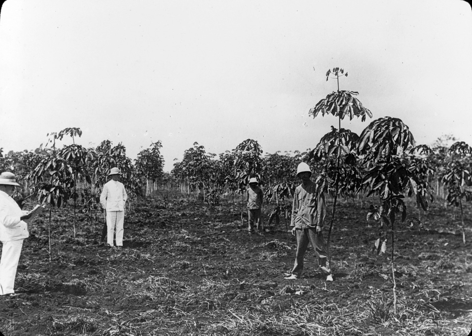 Rows of young rubber trees in a cleared field