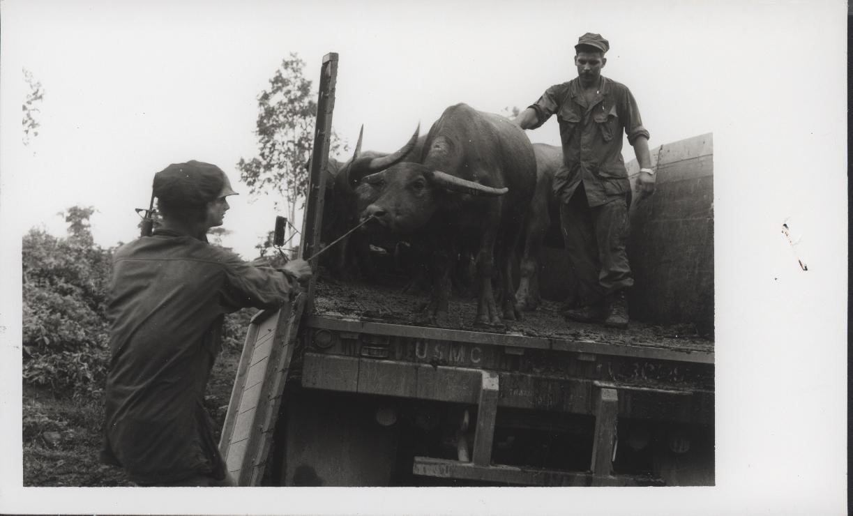 A water buffalo being unloaded from the back of a truck by two men