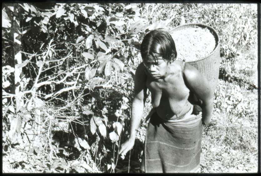 A black-and-white photograph of a highland woman bending forward under a large basket carried on her back, among bushes