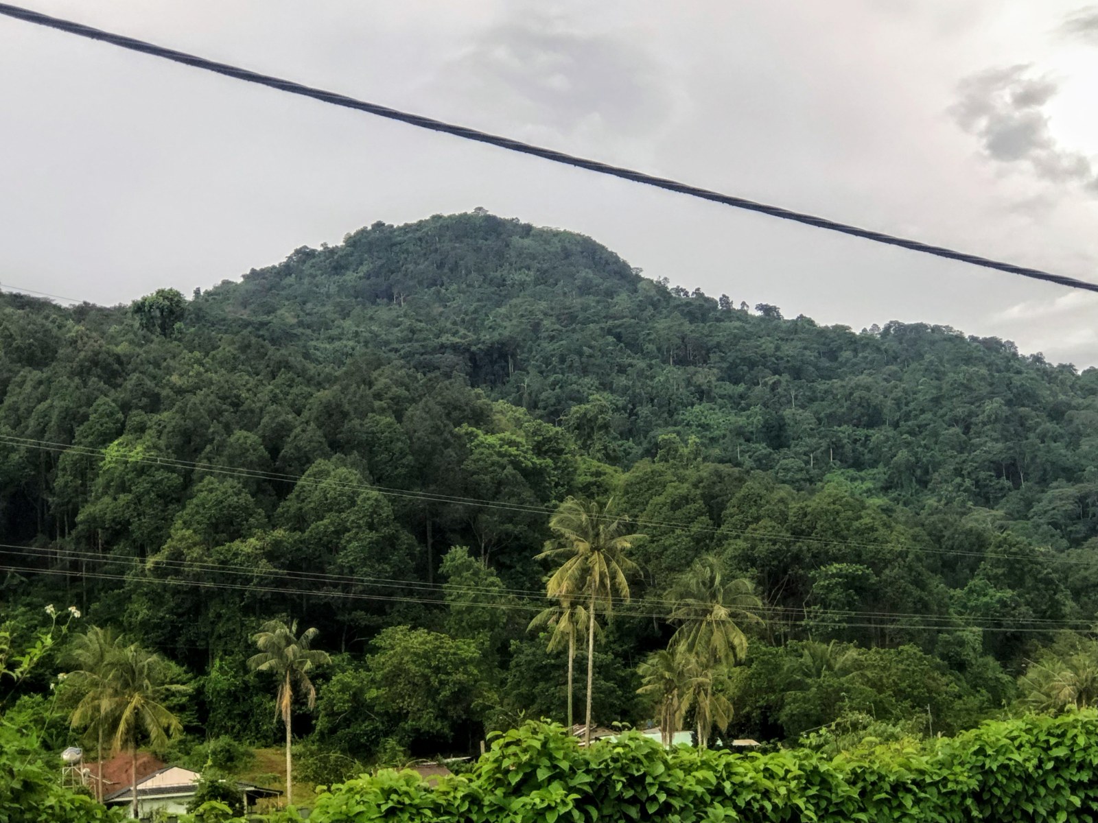 A forested mountain rising alone above flat country