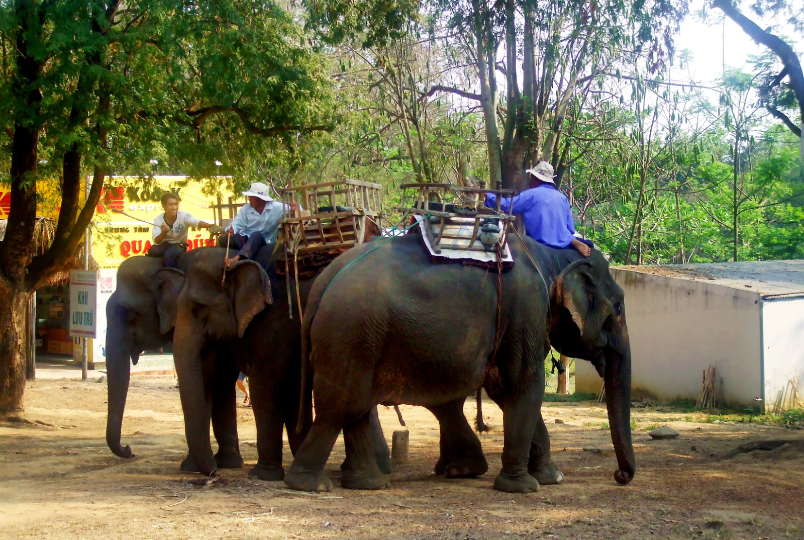 Elephants with wooden seats on their backs carrying visitors under trees