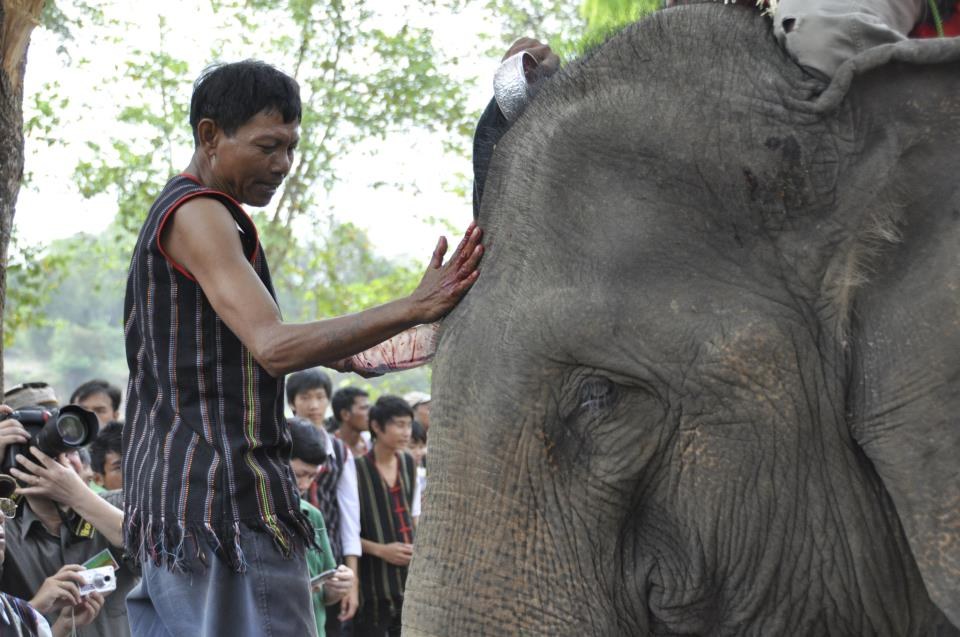 A man in a red headband reaches up to the forehead of an elephant during a ceremony