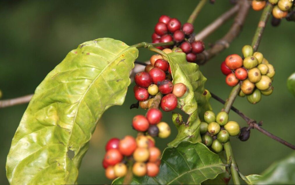 Ripening coffee cherries, red and green, on the branch
