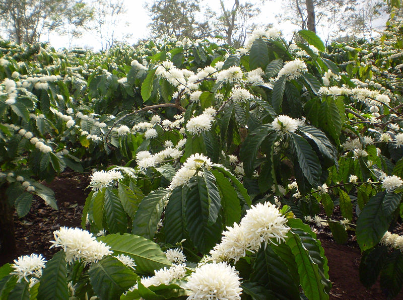 White coffee blossom on dark green branches