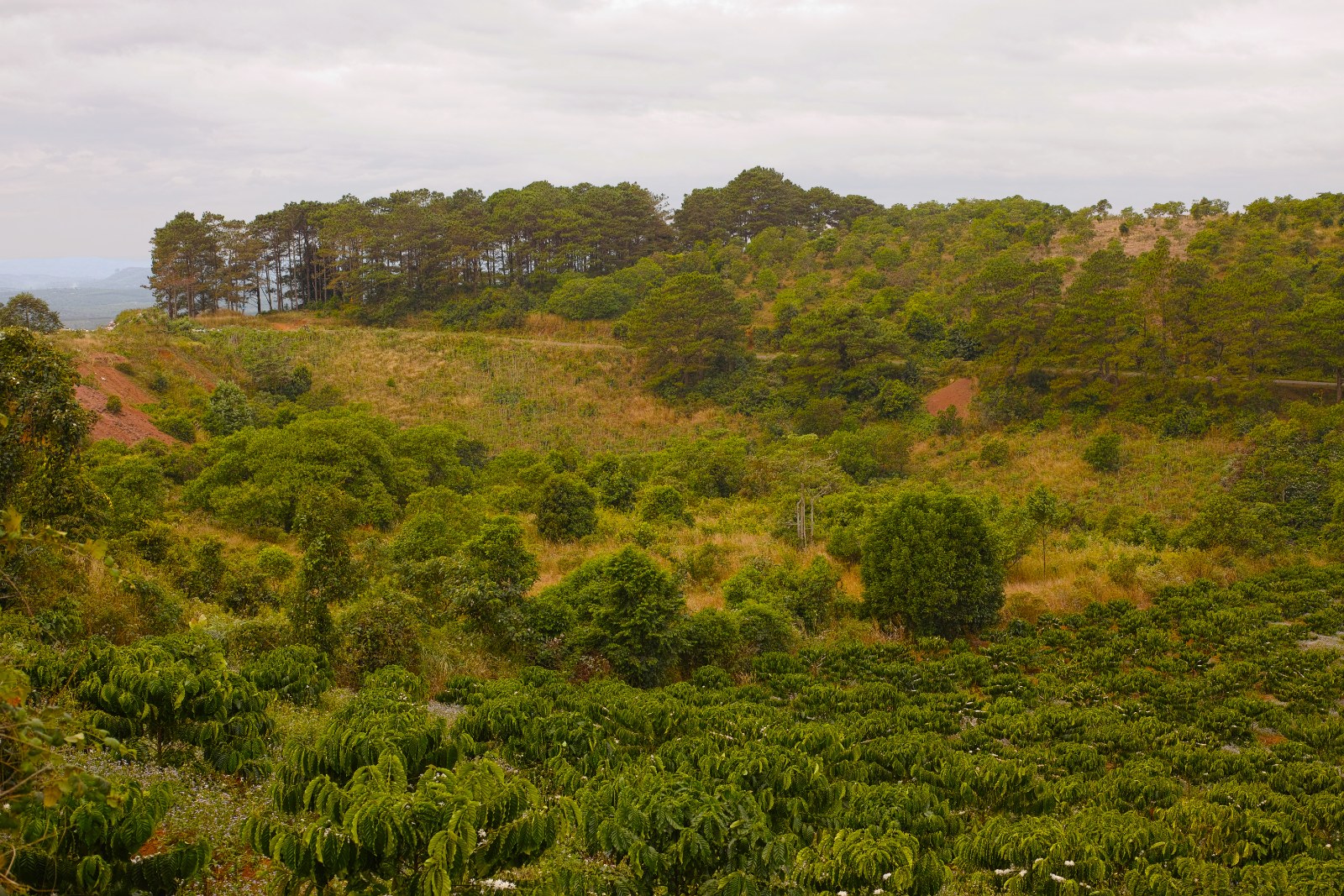 Rolling hills with coffee bushes in the foreground and pines on the ridge