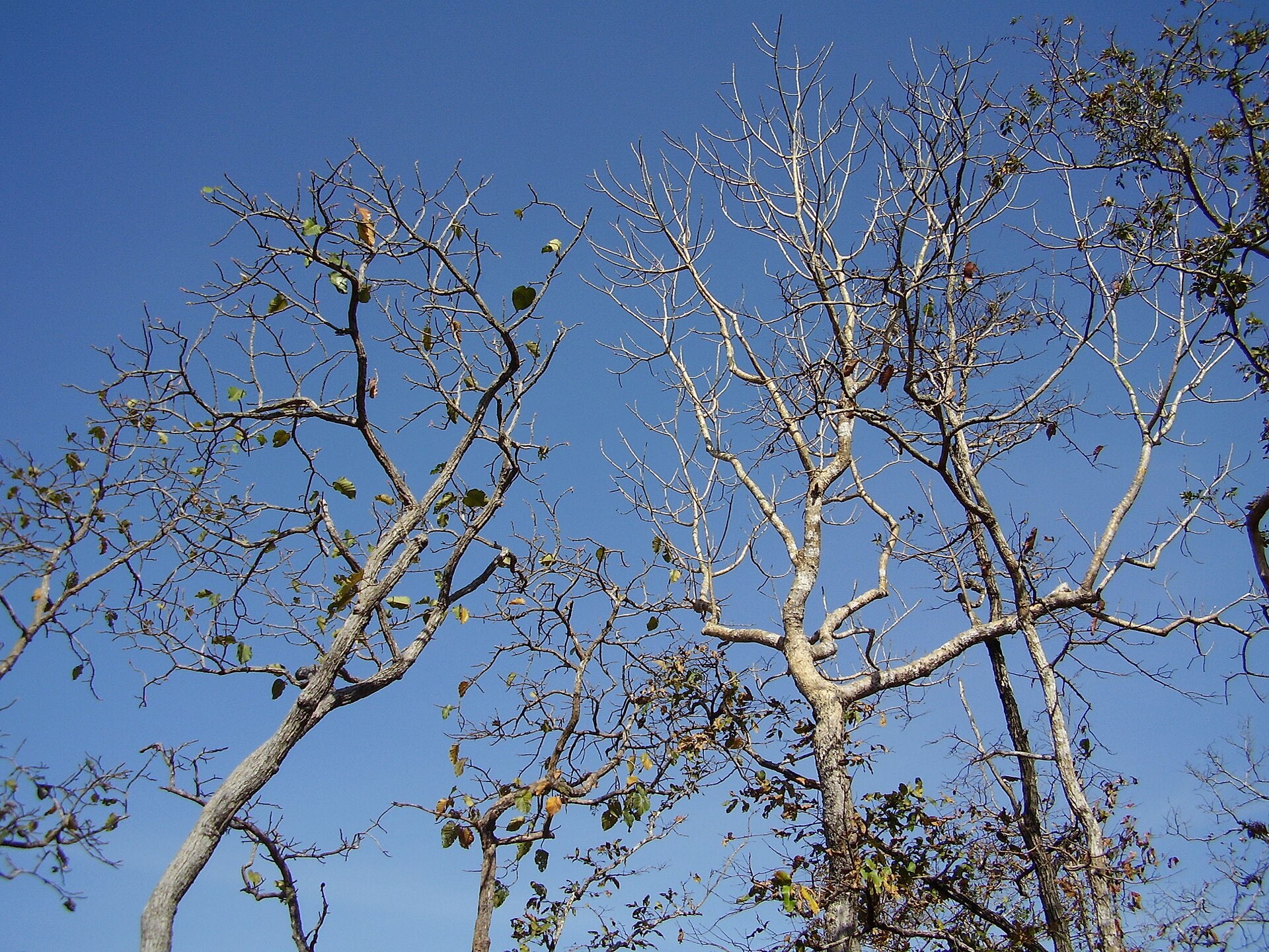 Bare-branched dipterocarp trees against a blue sky in the dry season