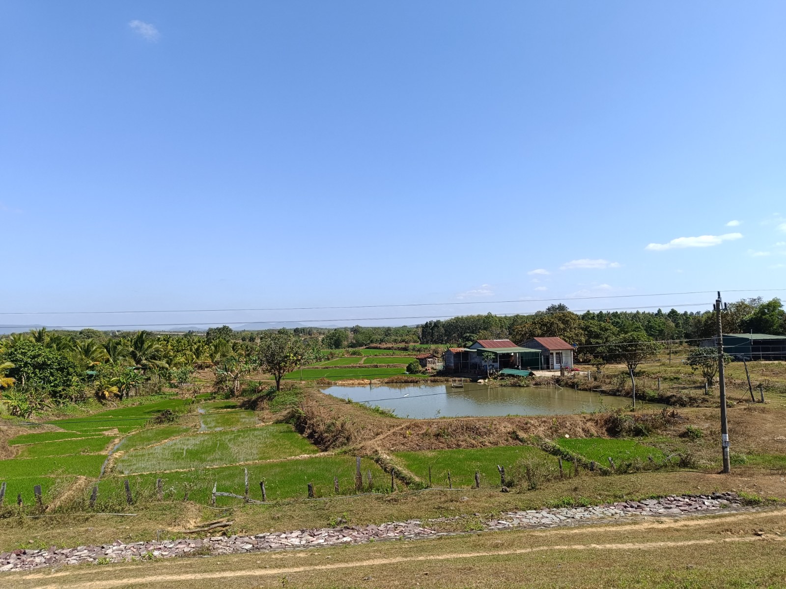 Flat open country with scattered trees and dry grass under a wide sky