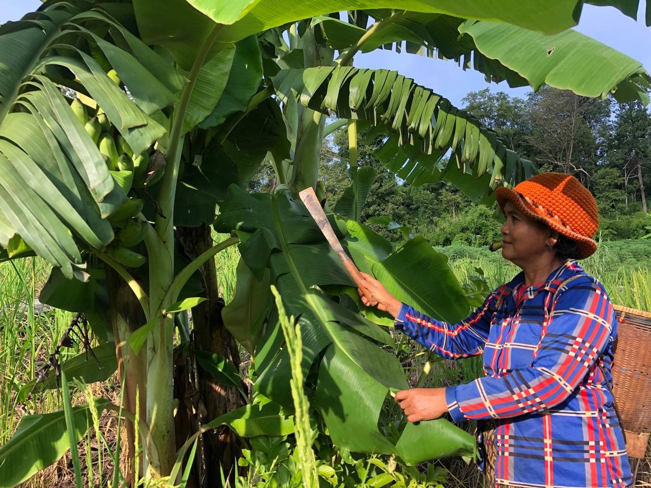A Jarai woman cutting banana leaves in her field