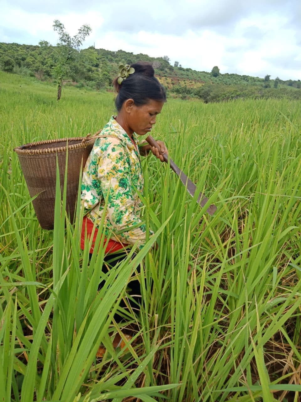 A Jarai woman walking to her rice field