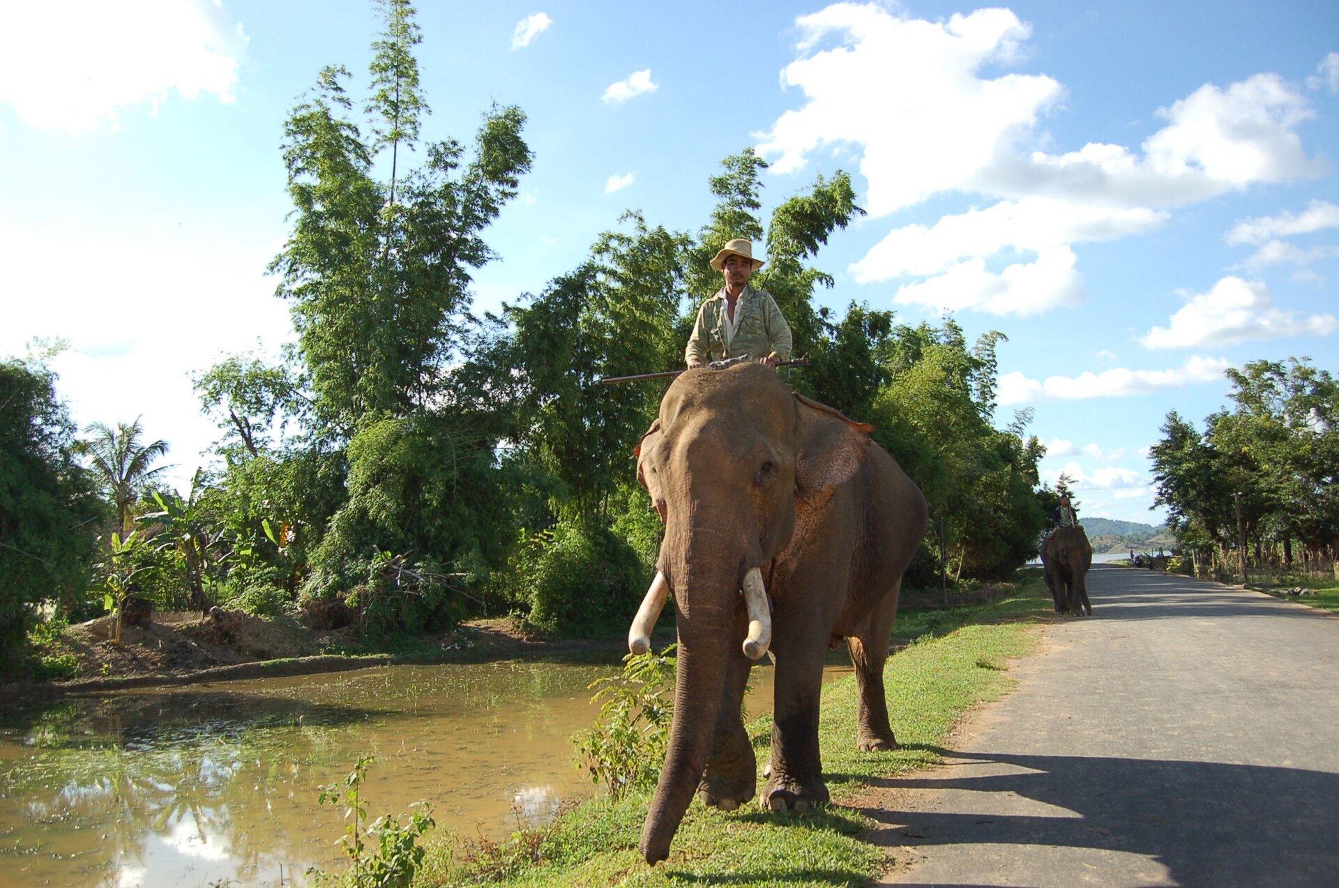 A Mnong mahout riding an elephant along a road beside a pond