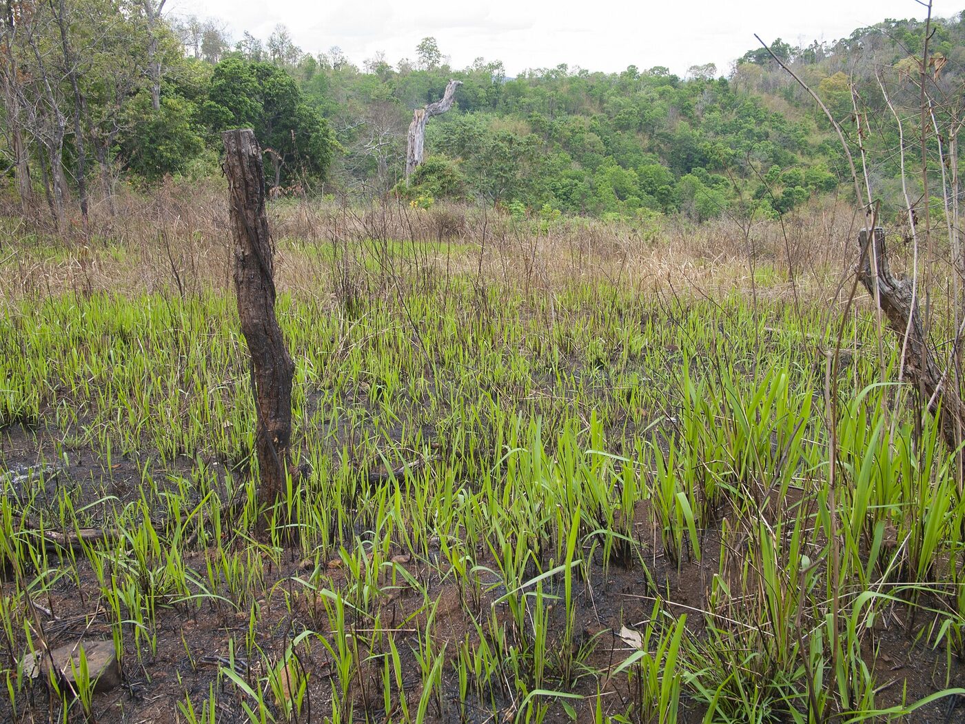 Cleared and burned upland field in Mondulkiri with forest beyond