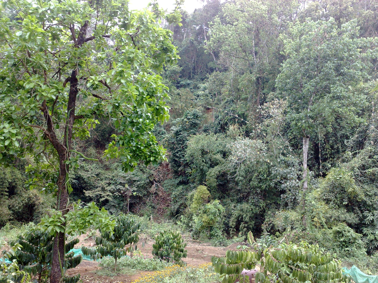 Dense forest on a hillside near a dirt road