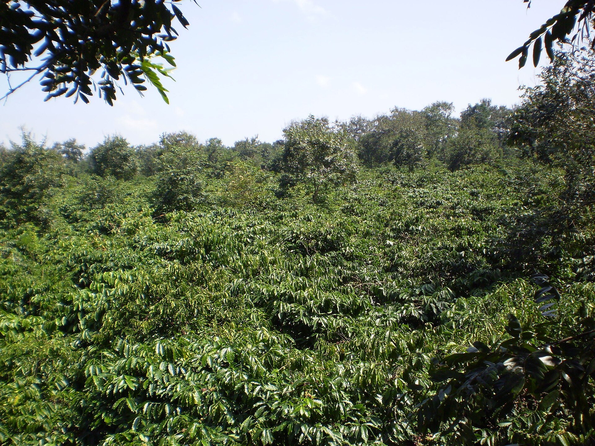 A field of dense robusta coffee bushes with taller shade trees among them