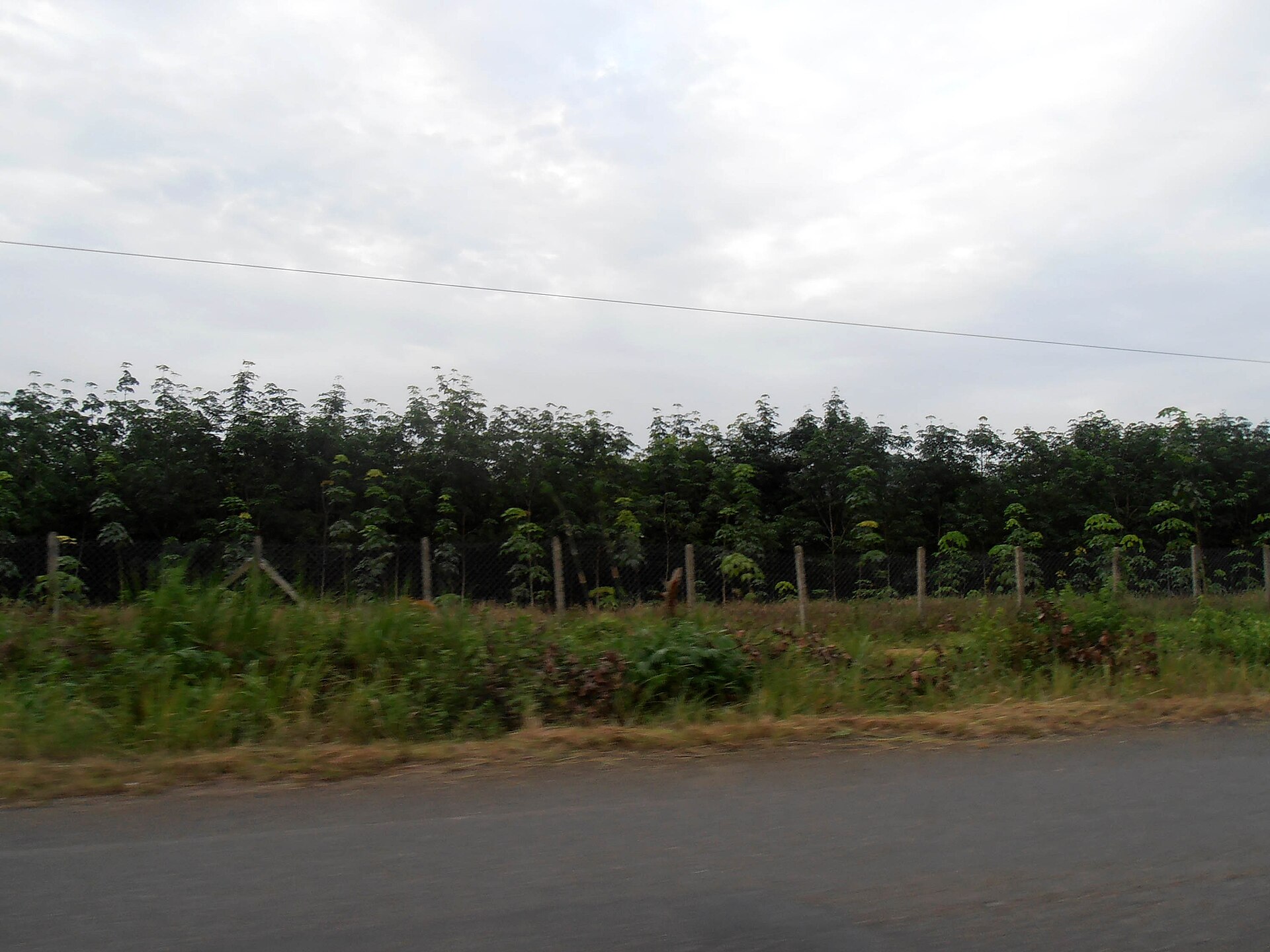Rows of rubber trees in a plantation