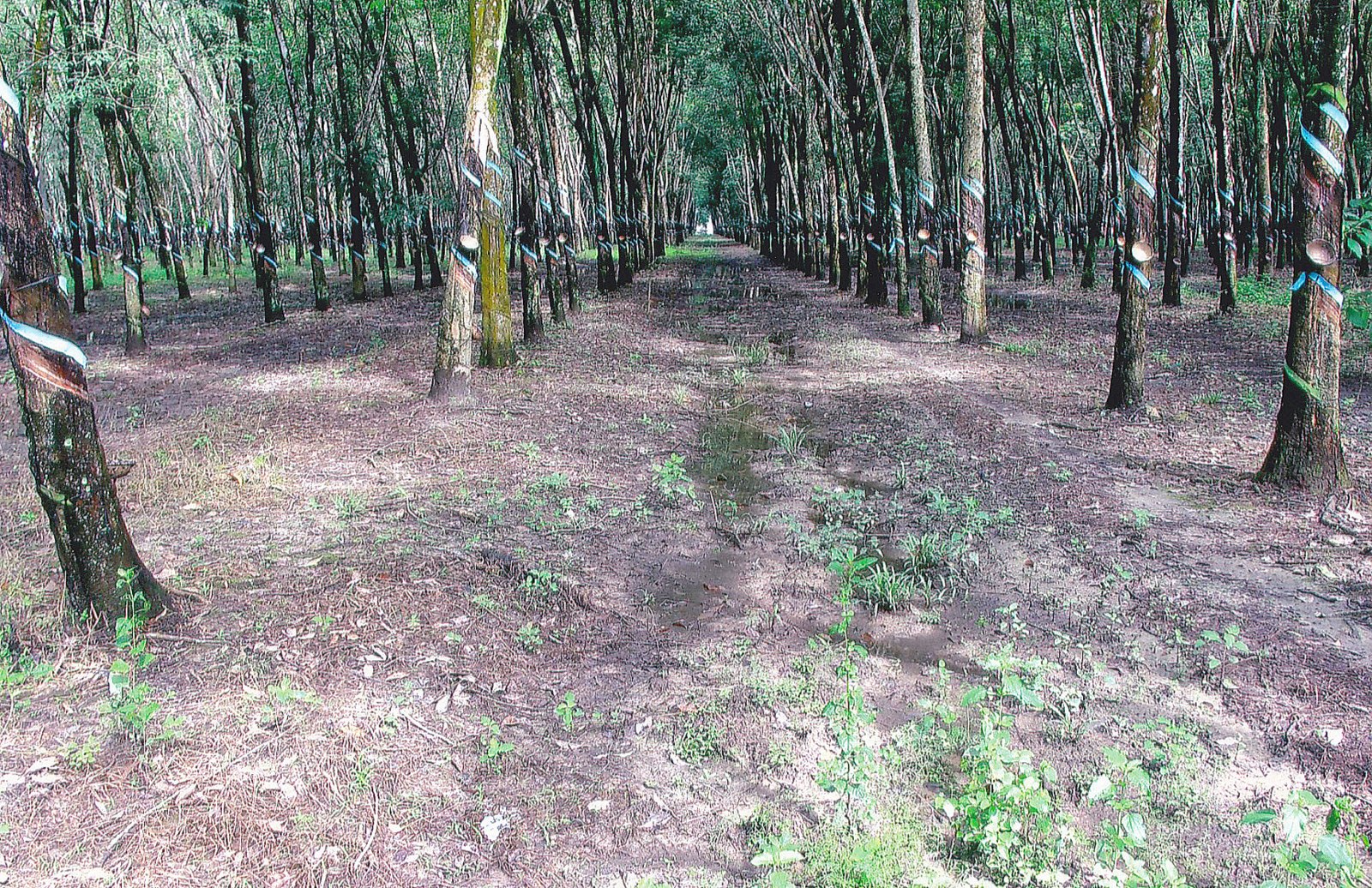 Long rows of rubber trees with tapping cups, bare ground between them