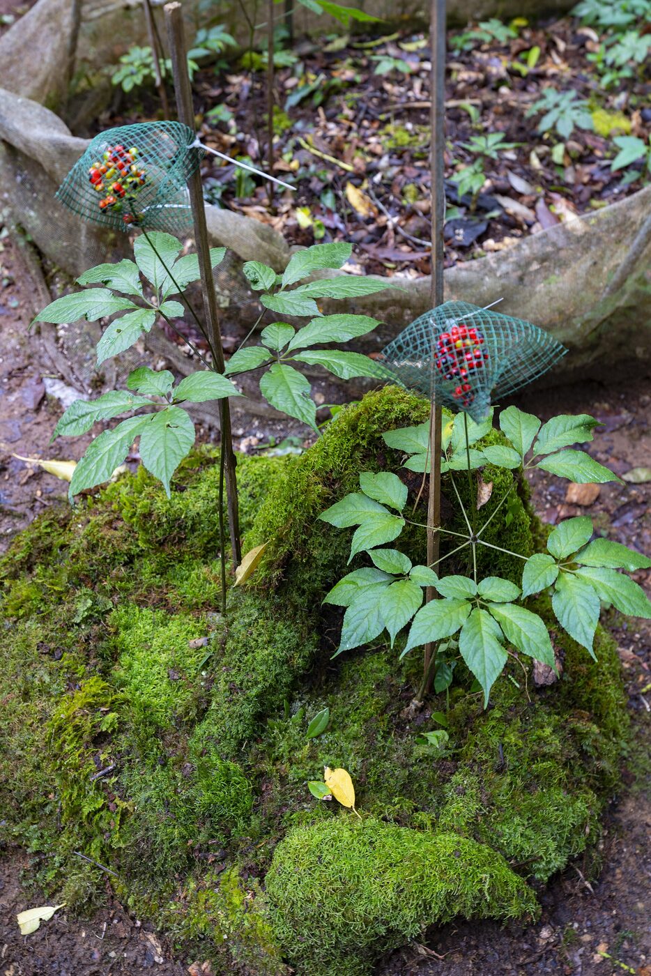 Ngoc Linh ginseng plants growing under netting on a forest floor