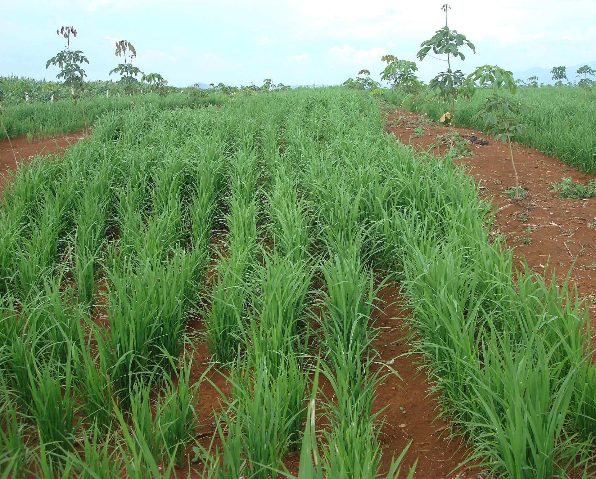 Rows of young green upland rice growing on red earth under a highland sky, with trees behind