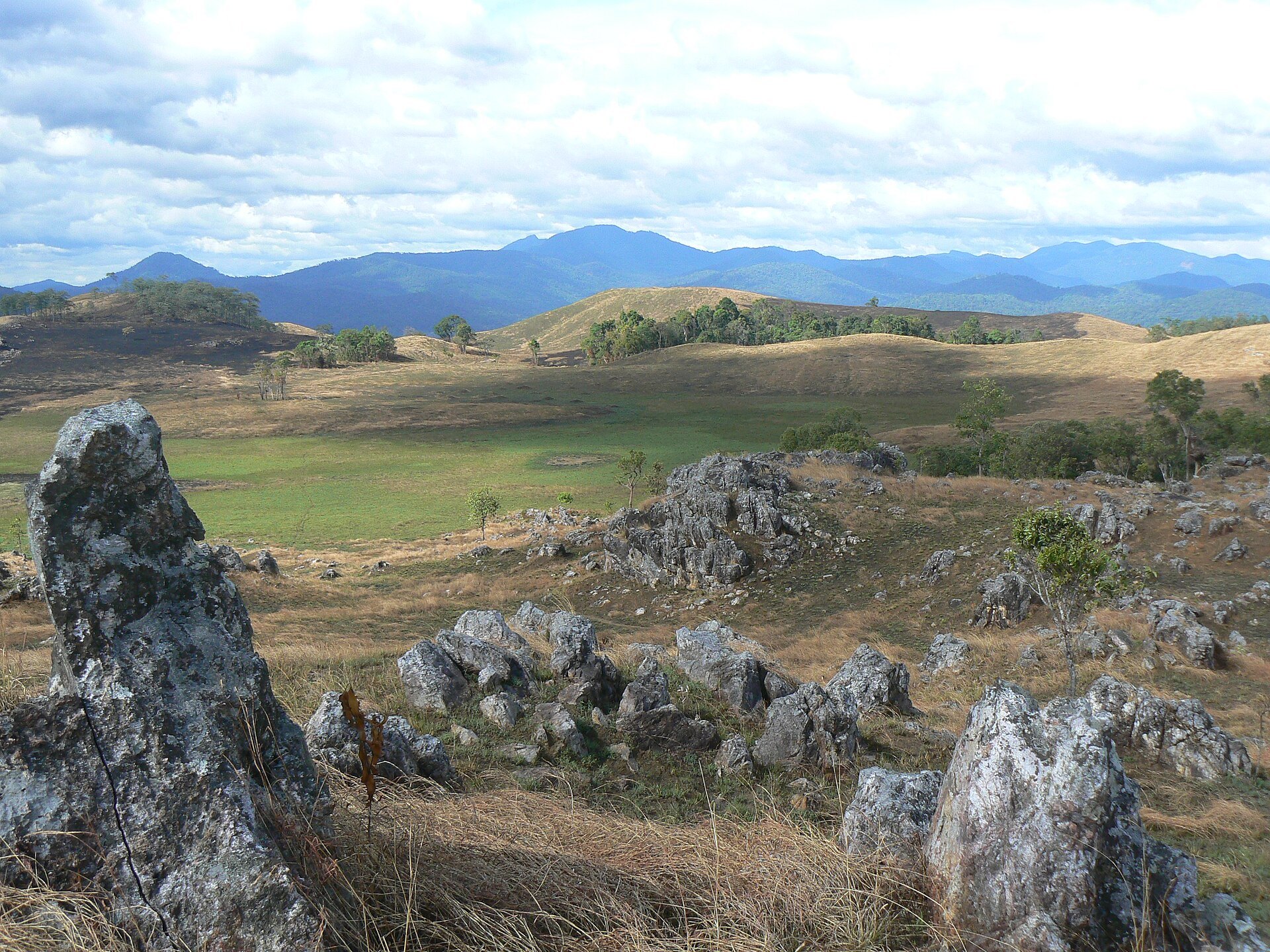 Rolling grassland with scattered trees and forested hills behind