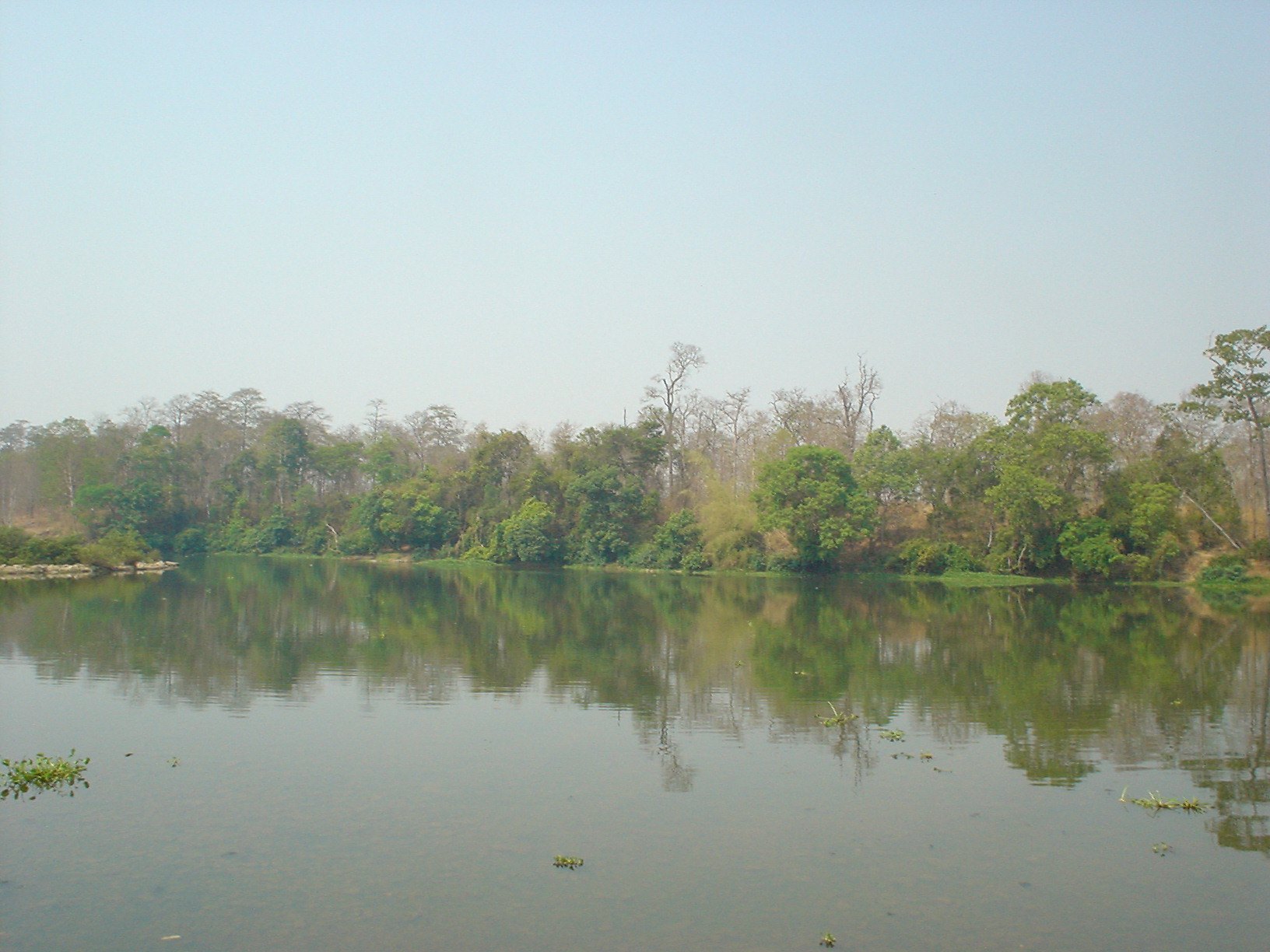 Open dry forest of tall bare-trunked trees over grass in the dry season