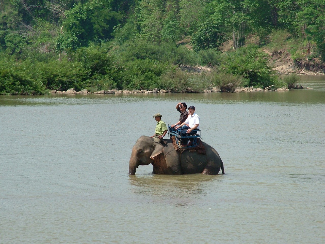 An elephant with riders wading across a river in open forest