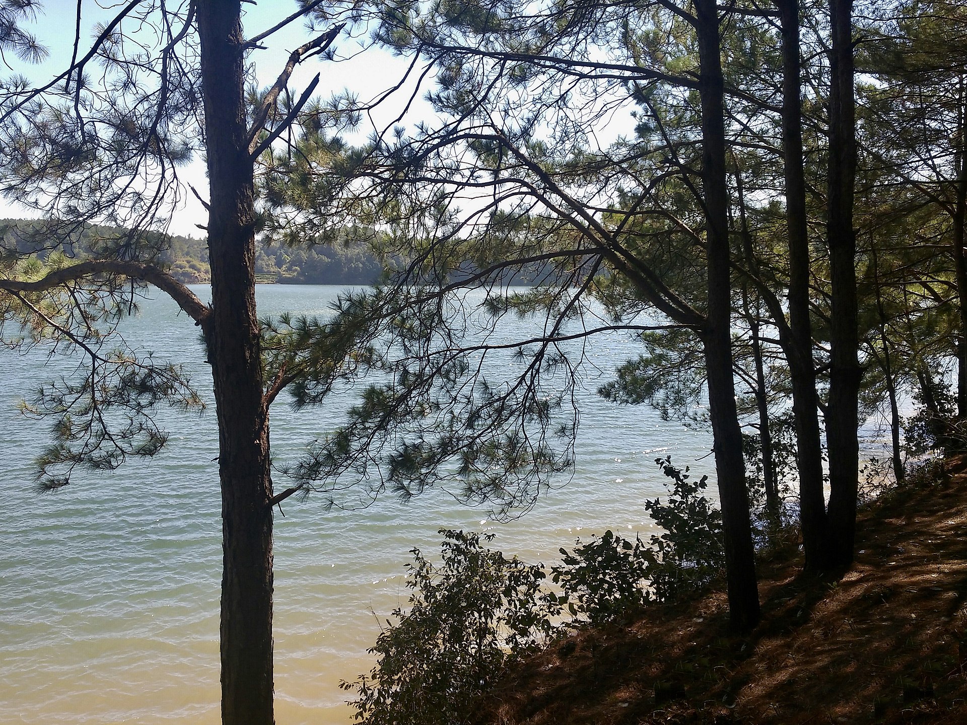 A blue lake seen through pine trunks on a wooded shore