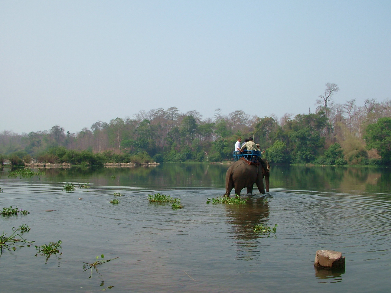 An elephant with riders wading across a broad, shallow river with forest on the far bank